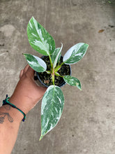 Load image into Gallery viewer, Philodendron 'White Princess'
