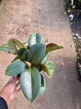 Load image into Gallery viewer, Ficus elastica 'Robusta' (Rubber Tree)
