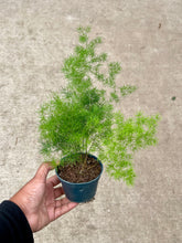 Load image into Gallery viewer, Asparagus retrofractus (Ming Fern)
