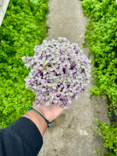 Load image into Gallery viewer, Callisia repens 'Pink Lady'
