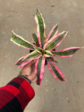 Load image into Gallery viewer, Cryptanthus 'Red Baron' (Earth Star) (Bromeliad)
