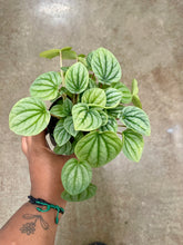 Load image into Gallery viewer, Peperomia caperata 'Frost'
