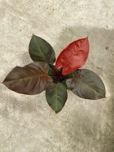 Load image into Gallery viewer, Philodendron erubescens 'McColley's Finale'
