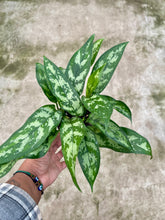 Load image into Gallery viewer, Aglaonema commutatum 'Maria' (Chinese Evergreen)
