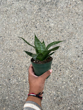 Load image into Gallery viewer, Dracaena trifasciata 'Green Hahnii' (Snake Plant)
