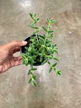 Load image into Gallery viewer, Delosperma echinatum (Pickle Plant)
