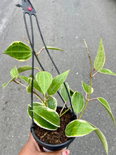Load image into Gallery viewer, Hoya latifolia ‘Variegata’ (Variegated Macrophylla)
