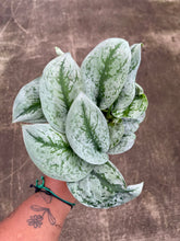 Load image into Gallery viewer, Scindapsus pictus 'Dappled Dude'
