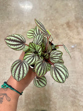 Load image into Gallery viewer, Peperomia albovittata 'Piccolo Banda'
