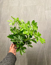 Load image into Gallery viewer, Heptapleurum arboricola (Dwarf Umbrella Tree)
