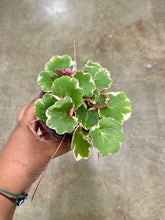 Load image into Gallery viewer, Saxifraga stolonifera ‘Variegata’ (Variegated Strawberry Begonia)
