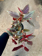 Load image into Gallery viewer, Begonia &#39;Benigo Pink&#39;
