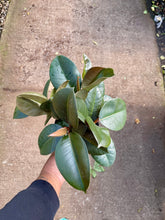 Load image into Gallery viewer, Ficus elastica 'Robusta' (Rubber Tree)
