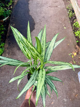 Load image into Gallery viewer, Aglaonema &#39;Cutlass&#39;
