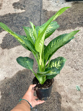 Load image into Gallery viewer, Dieffenbachia seguine 'Tropic Snow'
