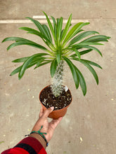 Load image into Gallery viewer, Pachypodium lamerei (Madagascar Palm)
