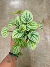 Load image into Gallery viewer, Peperomia caperata 'Frost'
