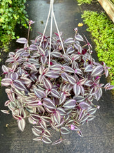 Load image into Gallery viewer, Tradescantia zebrina 'Burgundy' (Inch Plant)
