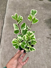 Load image into Gallery viewer, Ficus triangularis 'Variegata' (Triangle Ficus)
