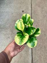 Load image into Gallery viewer, Peperomia obtusifolia 'Golden Gate' (Baby Rubberplant)
