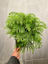 Load image into Gallery viewer, Araucaria heterophylla (Norfolk Island Pine)
