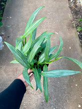Load image into Gallery viewer, Epipremnum amplissimum (Pothos Amplifolia)
