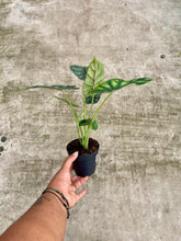 Load image into Gallery viewer, Alocasia baginda 'Dragon Scale'
