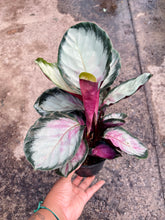 Load image into Gallery viewer, Goeppertia roseopicta 'Corona' (Prayer Plant)
