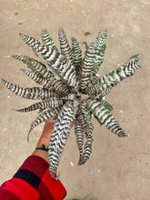 Load image into Gallery viewer, Cryptanthus 'Absolute  Zero' (Earth Star) (Bromeliad)
