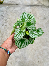 Load image into Gallery viewer, Peperomia argyreia (Watermelon Peperomia)
