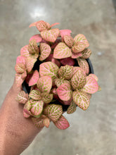 Load image into Gallery viewer, Fittonia albivenis (Nerve Plant)
