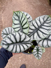 Load image into Gallery viewer, Alocasia &#39;Silver Dragon&#39;
