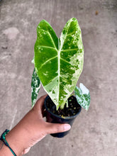 Load image into Gallery viewer, Alocasia micholitziana 'Variegata'
 (Variegated Frydek)
