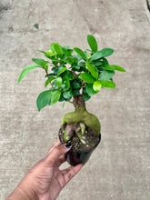 Load image into Gallery viewer, Ficus microcarpa 'Ginseng' (Ginseng Ficus)
