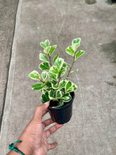 Load image into Gallery viewer, Ficus triangularis 'Variegata' (Triangle Ficus)
