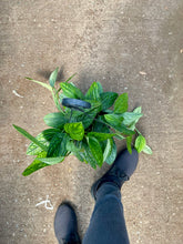 Load image into Gallery viewer, Monstera karstenianum (Monstera Peru)
