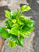 Load image into Gallery viewer, Epipremnum aureum (Golden Pothos)
