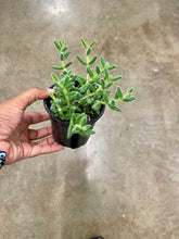 Load image into Gallery viewer, Delosperma echinatum (Pickle Plant)
