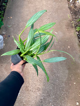 Load image into Gallery viewer, Epipremnum amplissimum (Pothos Amplifolia)
