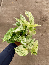 Load image into Gallery viewer, Epipremnum aureum 'Marble Queen' (Pothos)
