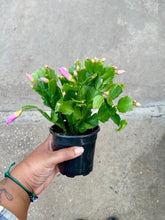 Load image into Gallery viewer, Schlumbergera truncata 'Thanksgiving Cactus' (Holiday Cactus)
