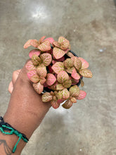 Load image into Gallery viewer, Fittonia albivenis (Nerve Plant)
