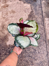 Load image into Gallery viewer, Goeppertia roseopicta 'Corona' (Prayer Plant)

