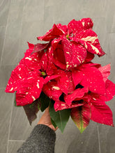 Load image into Gallery viewer, Euphorbia pulcherrima 'Poinsettia'
