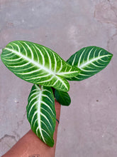 Load image into Gallery viewer, Phyllotaenium lindenii 'Magnificum'
