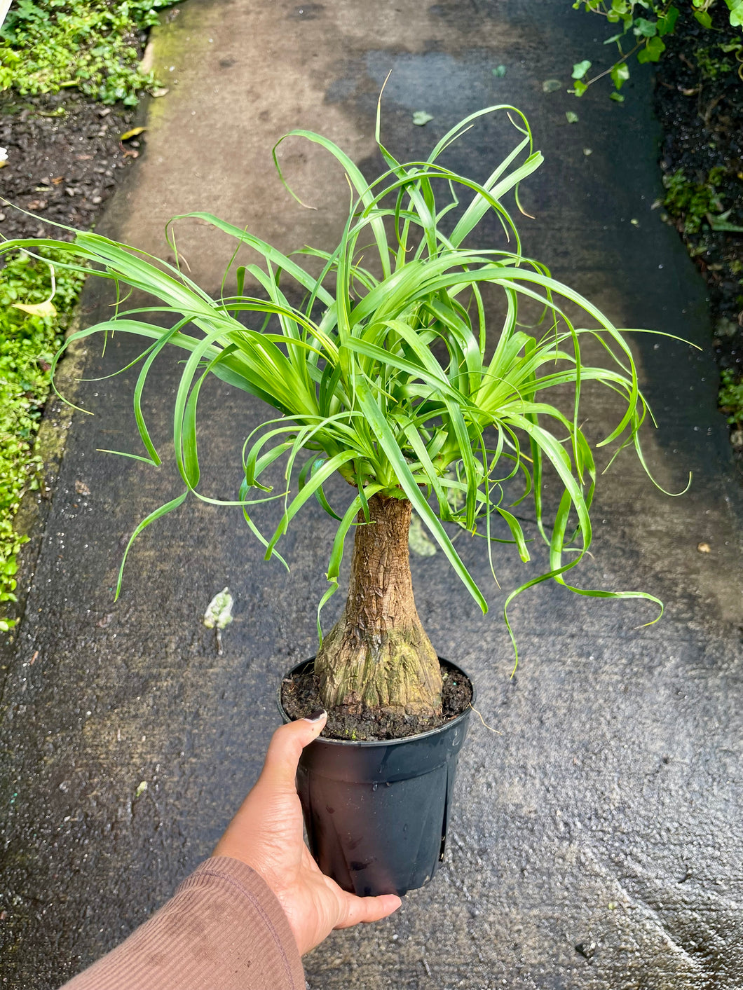 Beaucarnea recurvata (Ponytail Palm)