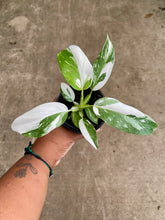 Load image into Gallery viewer, Philodendron 'White Wizard'
