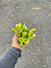 Load image into Gallery viewer, Crassula ovata 'Monstruosa' (Gollum Jade) (Jade Plant)
