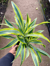 Load image into Gallery viewer, Dracaena deremensis 'Lemon Lime'
