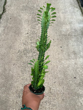 Load image into Gallery viewer, Euphorbia trigona (African Milk Tree)
